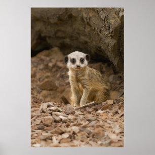 Baby Meerkats ädla dos Poster