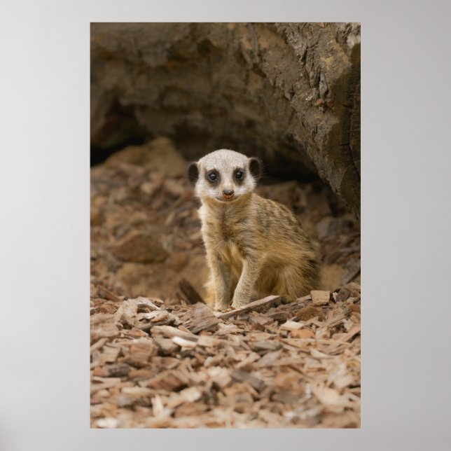 Baby Meerkats ädla dos Poster (Framsidan)