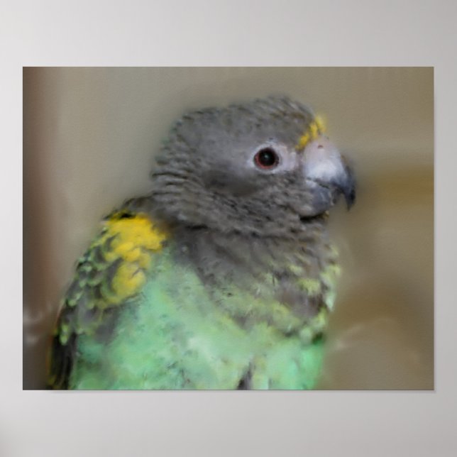 Baby Meyers Parrot Photo Painting Poster (Framsidan)