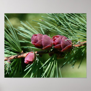 Baby Miniature Gräs Cones Nature Poster