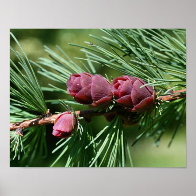 Baby Miniature Gräs Cones Nature Poster (Framsidan)