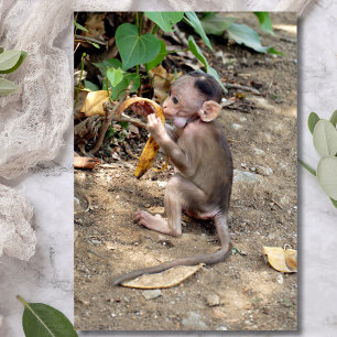 Baby Monkey