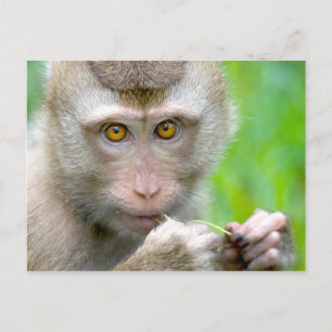 Baby Monkey Ansikte Vykort