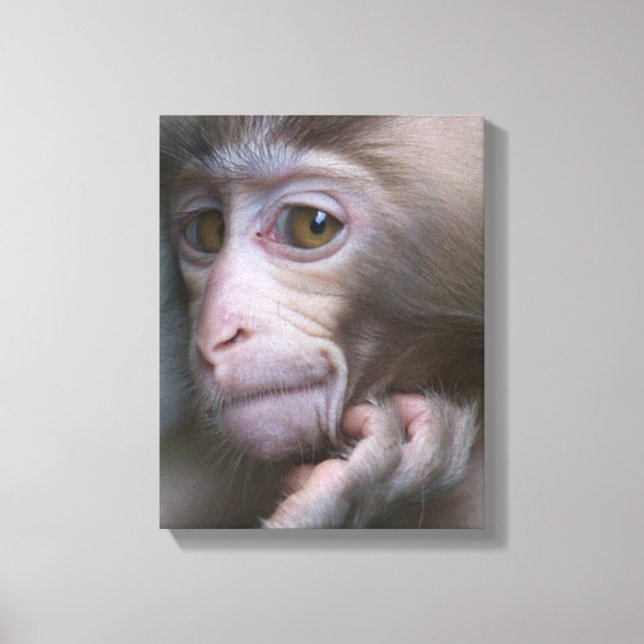 Baby Monkey Canvastryck (Framsida)