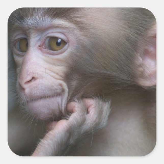 Baby Monkey Fyrkantigt Klistermärke (Framsida)