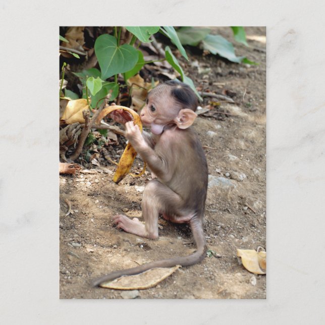 Baby Monkey Helg Vykort (Framsida)