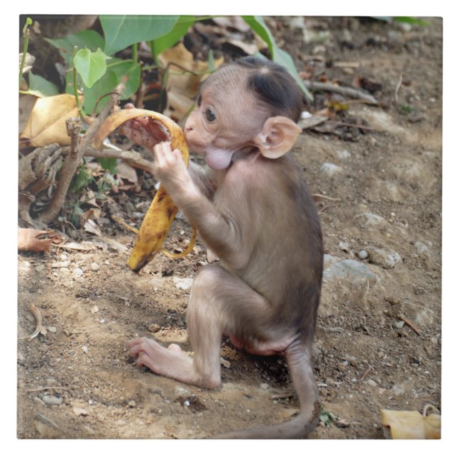 Baby Monkey Kakelplatta (Framsidan)