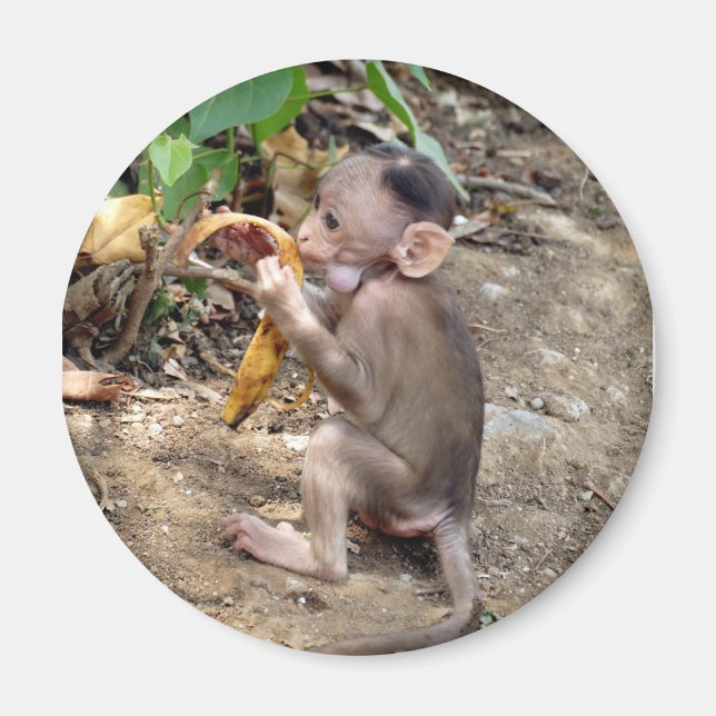 Baby Monkey Magnet (Framsidan)