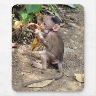 Baby Monkey Musmatta