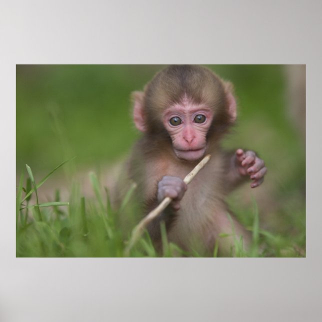 Baby Monkey Poster (Framsidan)