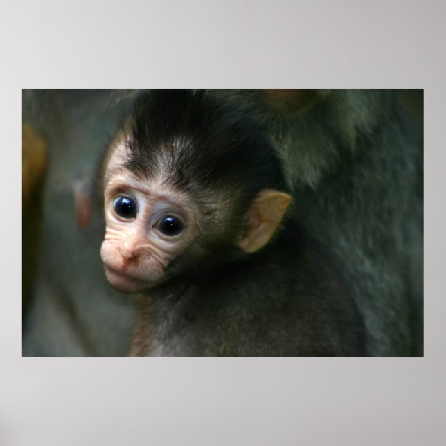 Baby Monkey Poster (Framsidan)