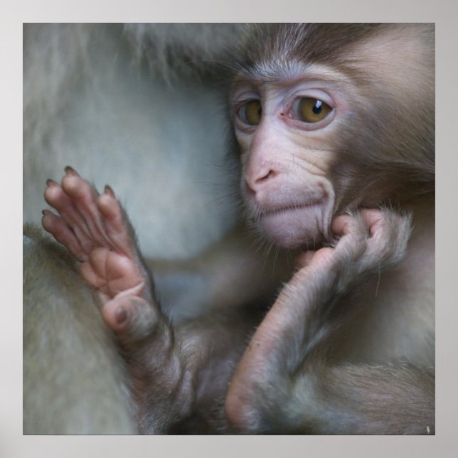 Baby Monkey Poster (Framsidan)