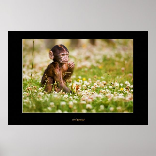 Baby Monkey Poster (Framsidan)