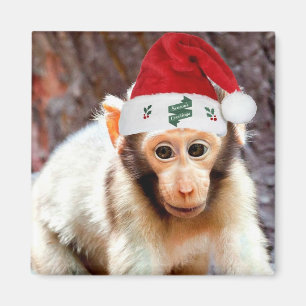 Baby Monkey vid jul Magnet