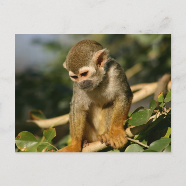 Baby Monkey Vykort (Framsida)
