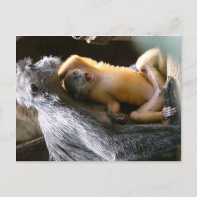 Baby Monkey Vykort (Framsida)