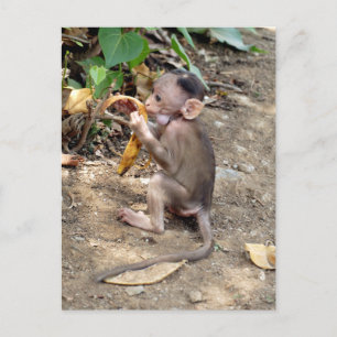 Baby Monkey Vykort