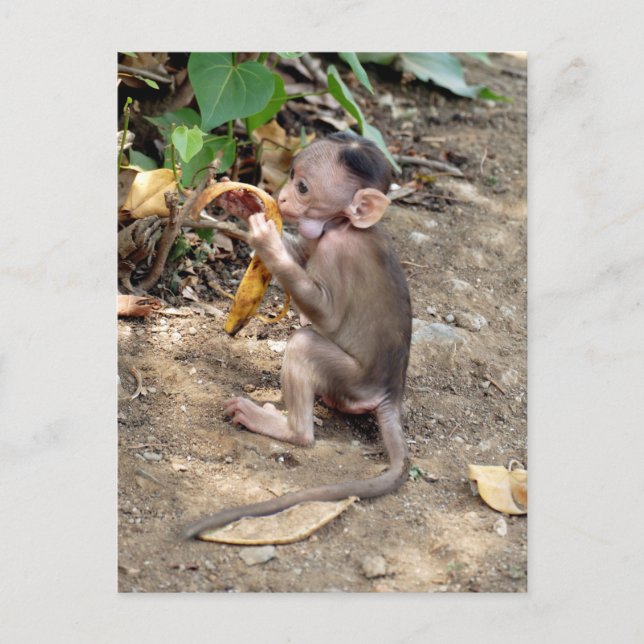 Baby Monkey Vykort (Framsida)