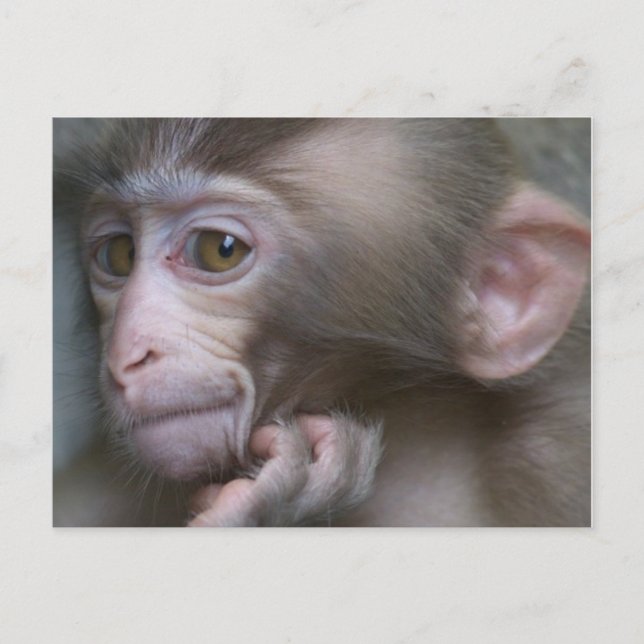 Baby Monkey Vykort (Framsida)