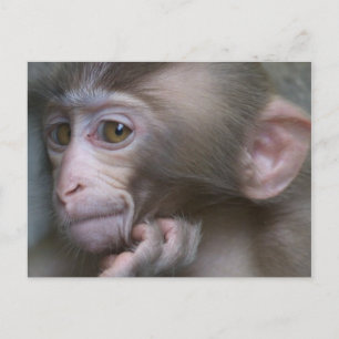 Baby Monkey Vykort