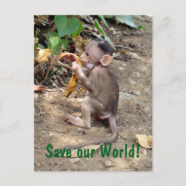 Baby Monkey Vykort (Framsida)