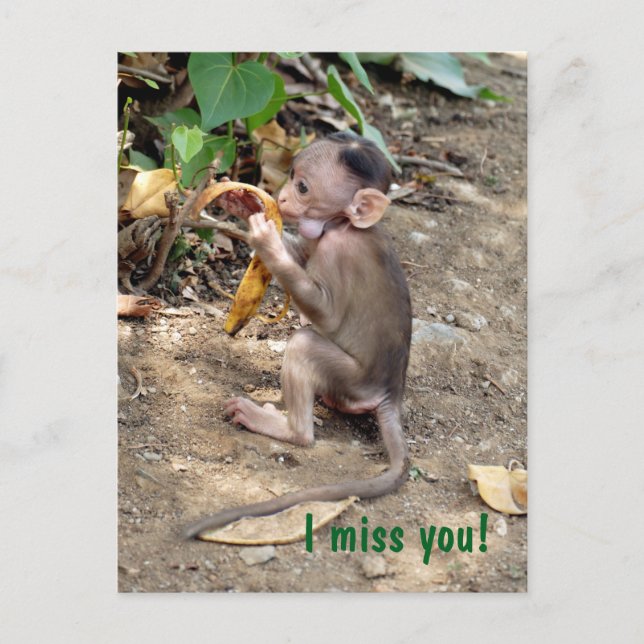 Baby Monkey Vykort (Framsida)