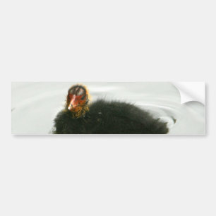 Baby Moorhens Bildekal