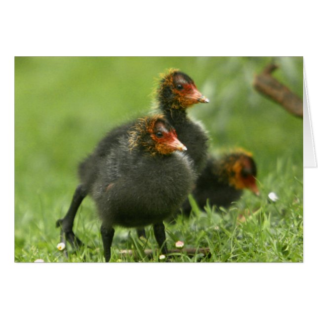 Baby Moorhens, England. Hälsningskort (Framsidan Horizontal)