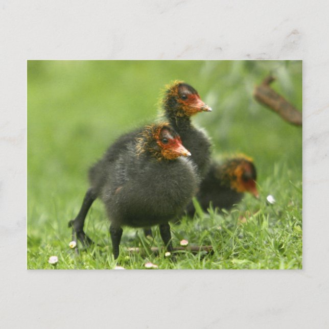 Baby Moorhens, England. Vykort (Framsida)