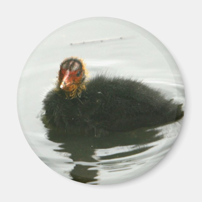 Baby Moorhens Magnet (Framsidan)