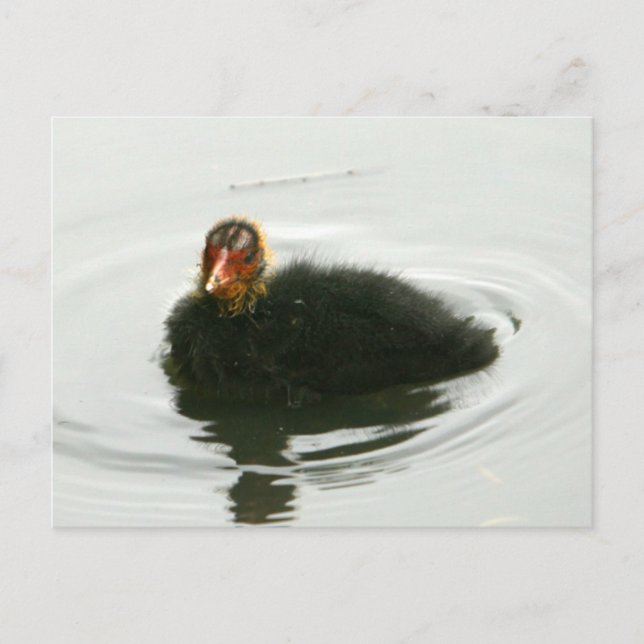 Baby Moorhens Vykort (Framsida)