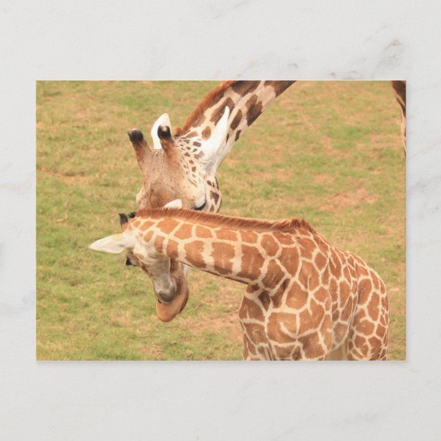Baby & Mor Giraffe #3 Vykort (Framsida)