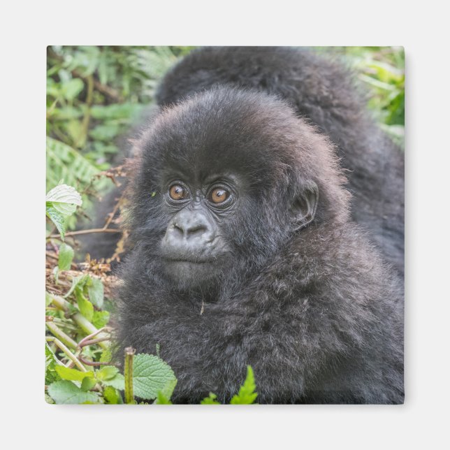Baby Mountain Gorilla Magnet (Framsidan)