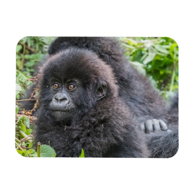 Baby Mountain Gorilla Magnet (Horisontell)