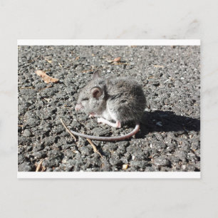 Baby Mouse Vykort