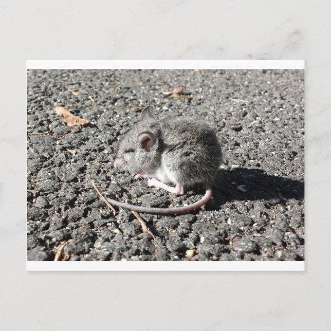 Baby Mouse Vykort (Framsida)