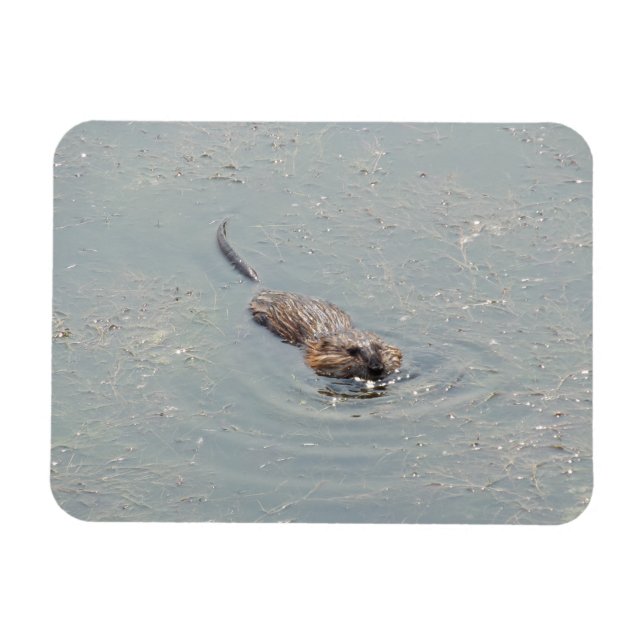 Baby Muskrat Flexible Photo Magnet (Horisontell)
