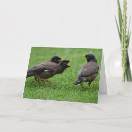 Baby Myna Birds Beging for Food Kort