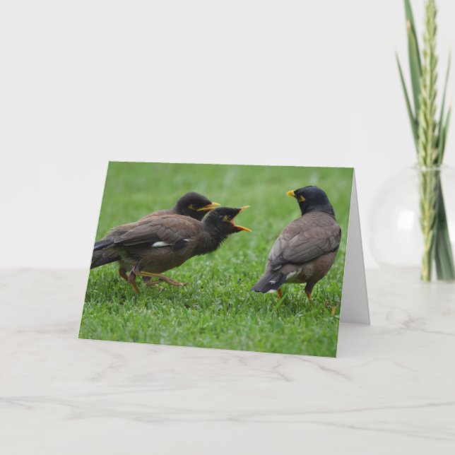 Baby Myna Birds Beging for Food Kort (Framsida)