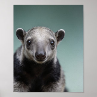 Baby Myrslok Porträtt – Söt Väggdekor för Barnkamm Poster