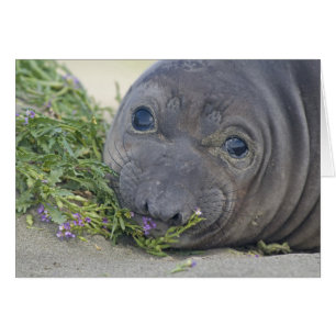 Baby Northern Elephant Seal Hälsningskort