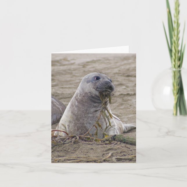 Baby Northern Elephant Seal Kort (Framsida)