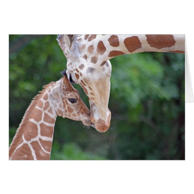 Baby och Mor Giraffe OBS Kort (Framsidan Horizontal)