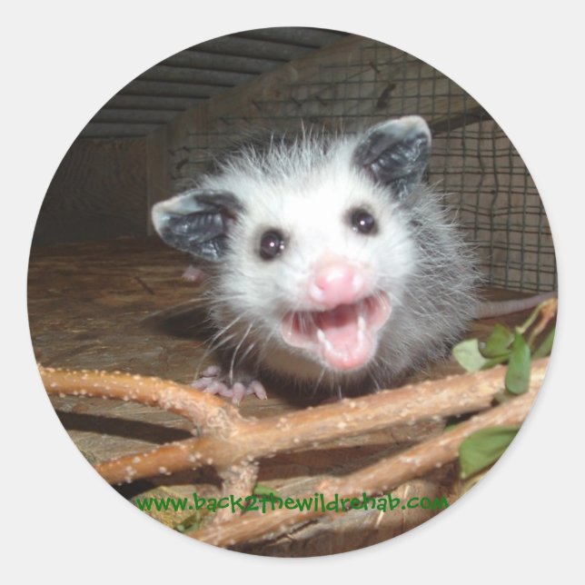 baby opossum-klistermärken runt klistermärke (Framsida)