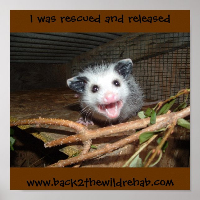 baby opossum poster (Framsidan)