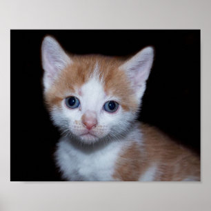 Baby orange och vit tabbe kattunge poster