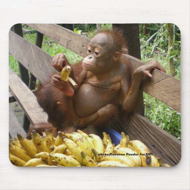 Baby Orangutan Banana Picnic Musmatta (Framsidan)