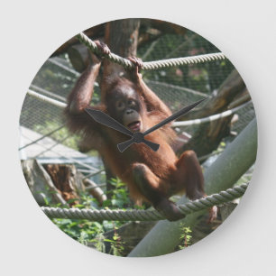Baby Orangutan - Häng där Stor Klocka