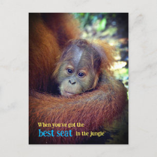 Baby Orangutan Helg Vykort