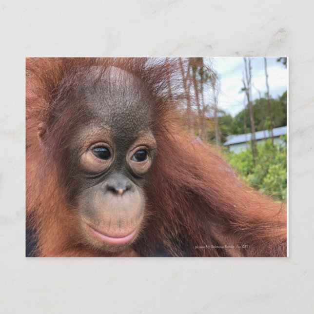 Baby Orangutan i Borneo Vykort (Framsida)